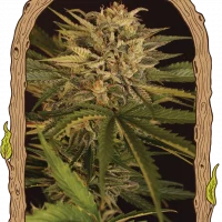 DR. Greenman Pure CBD (Exotic Seed) 1 un.