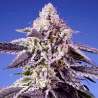 Permanent Jealousy XL Auto 3+1 (Sweet Seeds)