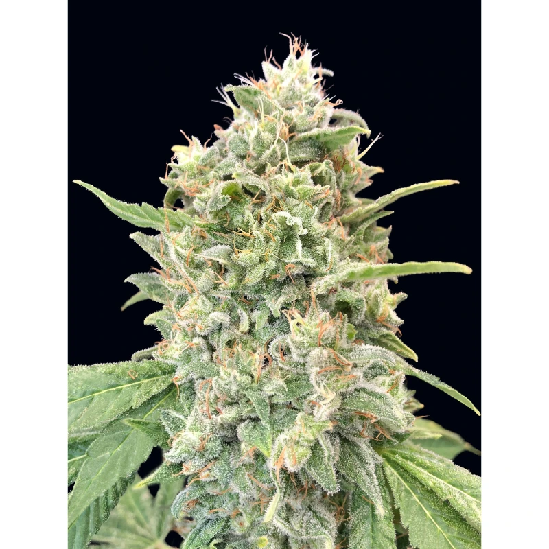 strawberry-banana-advance5d-seeds
