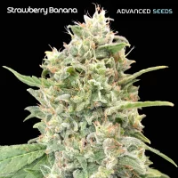 Strawberry Banana (Advanced Seeds)