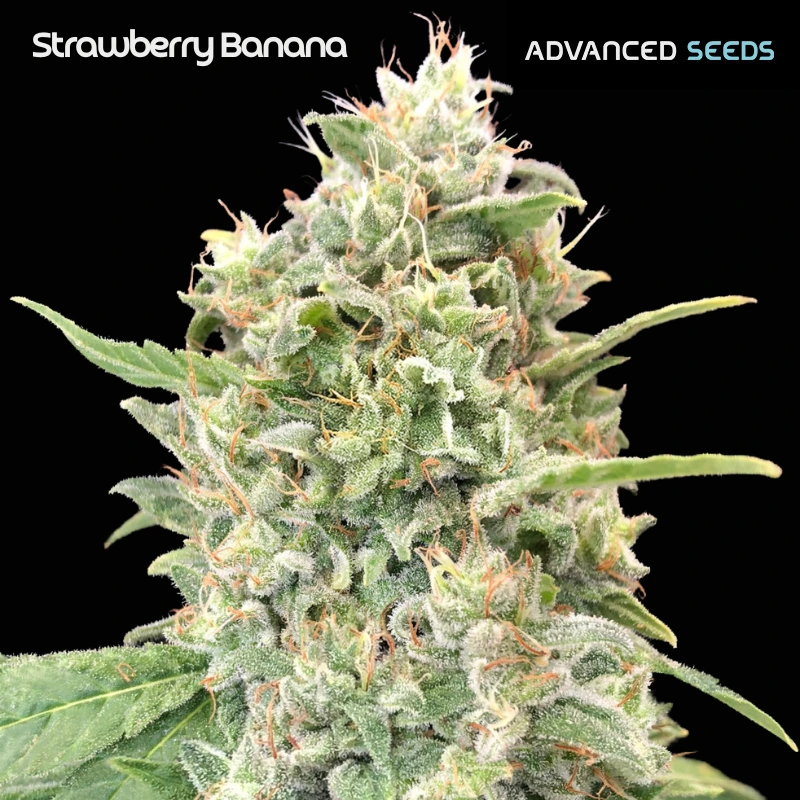 strawberry-banana-advanced-seeds