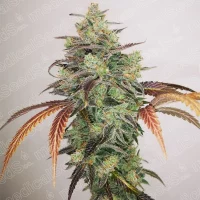 Y Griega CBD 2.0 (Medical Seeds) 3un.