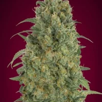 Auto Strawberry Gum 3 (Advanced Seeds)