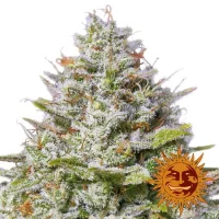 Liligrow - Delicious Candy 1un. (Delicious Seeds) - blue gelato 41 3 semillas