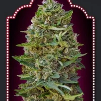 Liligrow - Delicious Candy 1un. (Delicious Seeds) - caramel kush 5 semillas