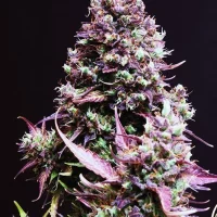 Cream Caramel Auto 3+1 (Sweet Seeds)