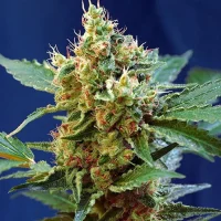 Cream Mandarine XL Auto 3+1 (Sweet Seeds)