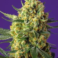 Liligrow - Delicious Candy 1un. (Delicious Seeds) - crystal candy xl auto 3 semillas 1 de regalo