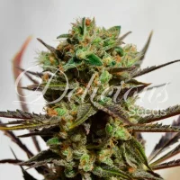 Delicious Candy 1un. (Delicious Seeds)
