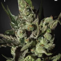 Liligrow - Delicious Candy 1un. (Delicious Seeds) - exodus cheese 3 semillas