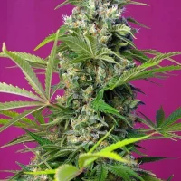 Gorilla Girl 3+1 (Sweet Seeds)
