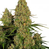 Sticky Orange XXL Auto 3un. (Sensi Seeds)
