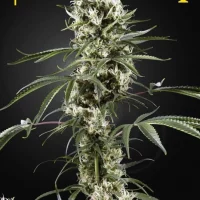 Super Lemon Haze (Green House Seeds)