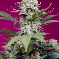 Liligrow - Delicious Candy 1un. (Delicious Seeds) - sweet mandarine zkittlez xl auto 3 semillas