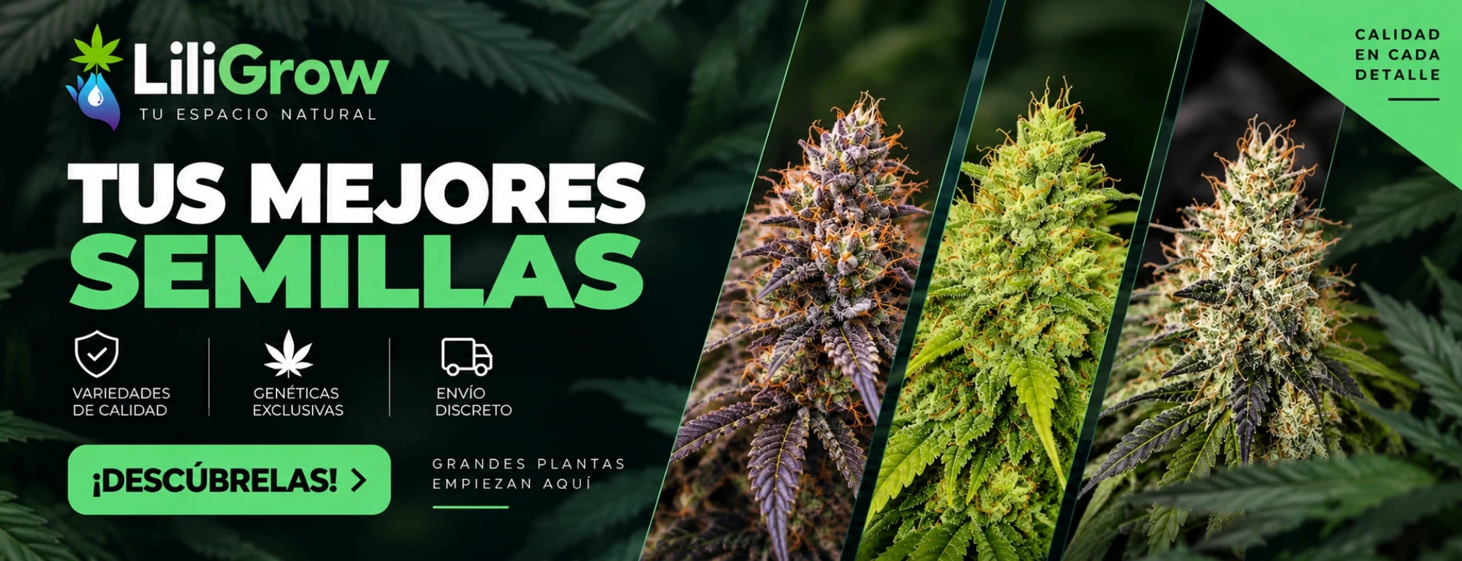 Descubrir las mejores semillas